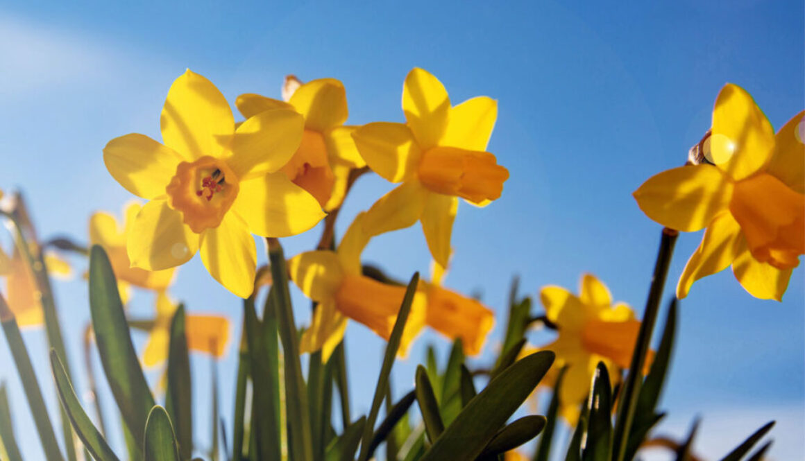 power of a spring stroll in leeds